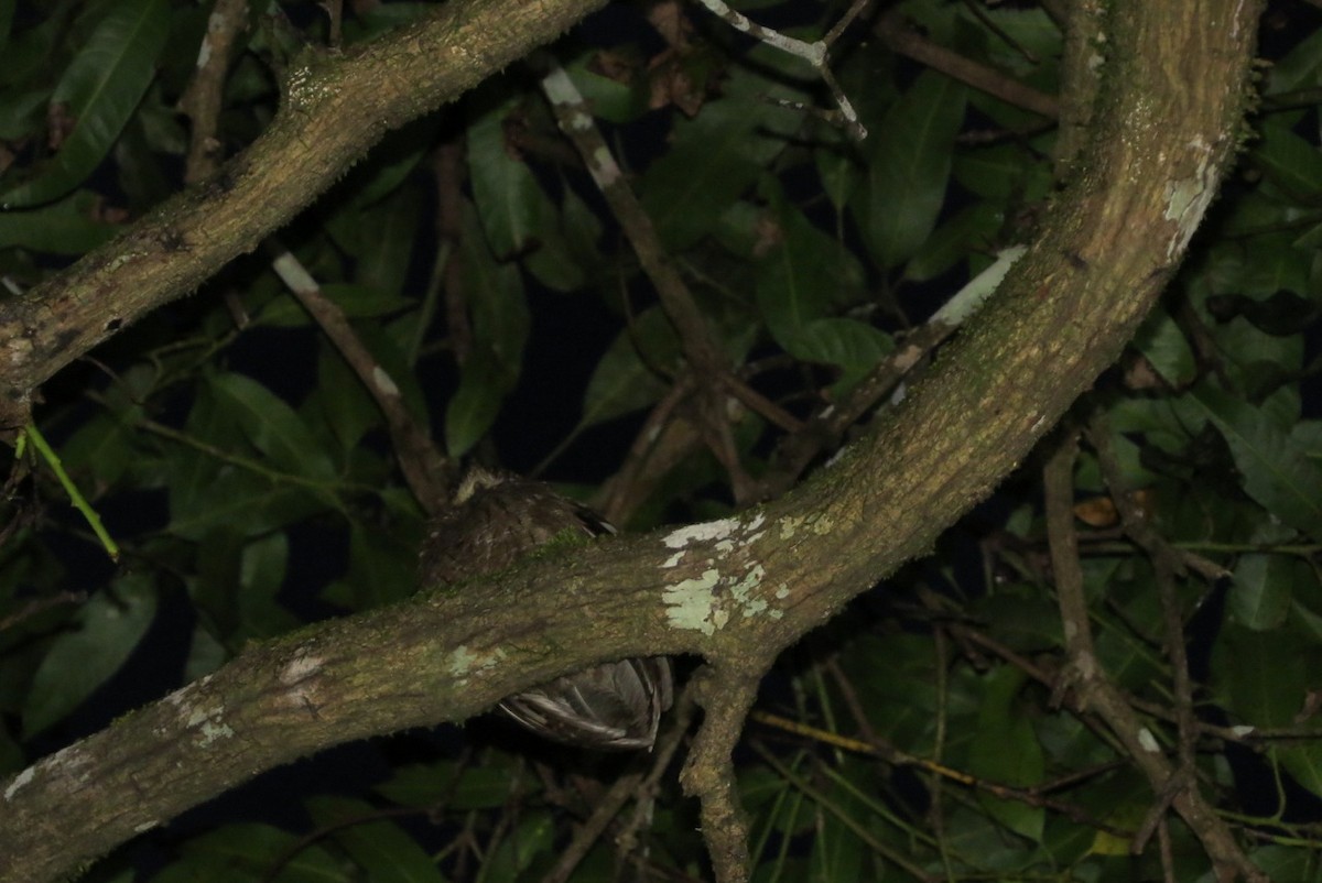 Anjouan Scops-Owl - Phil Gregory | Sicklebill Safaris | www.birder.travel