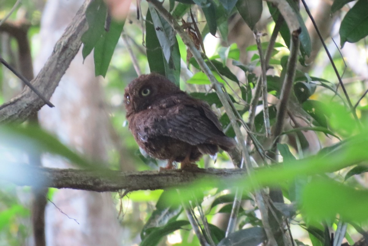 Mayotte Scops-Owl - ML205785161