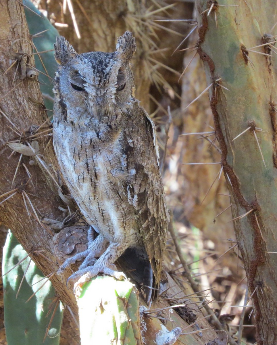 scops-owl sp. - Phil Gregory | Sicklebill Safaris | www.birder.travel
