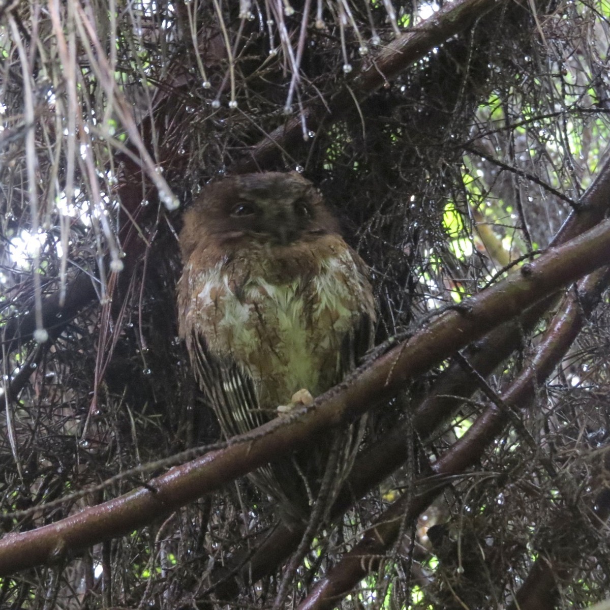 Madagascar Scops-Owl (Rainforest) - Phil Gregory | Sicklebill Safaris | www.birder.travel