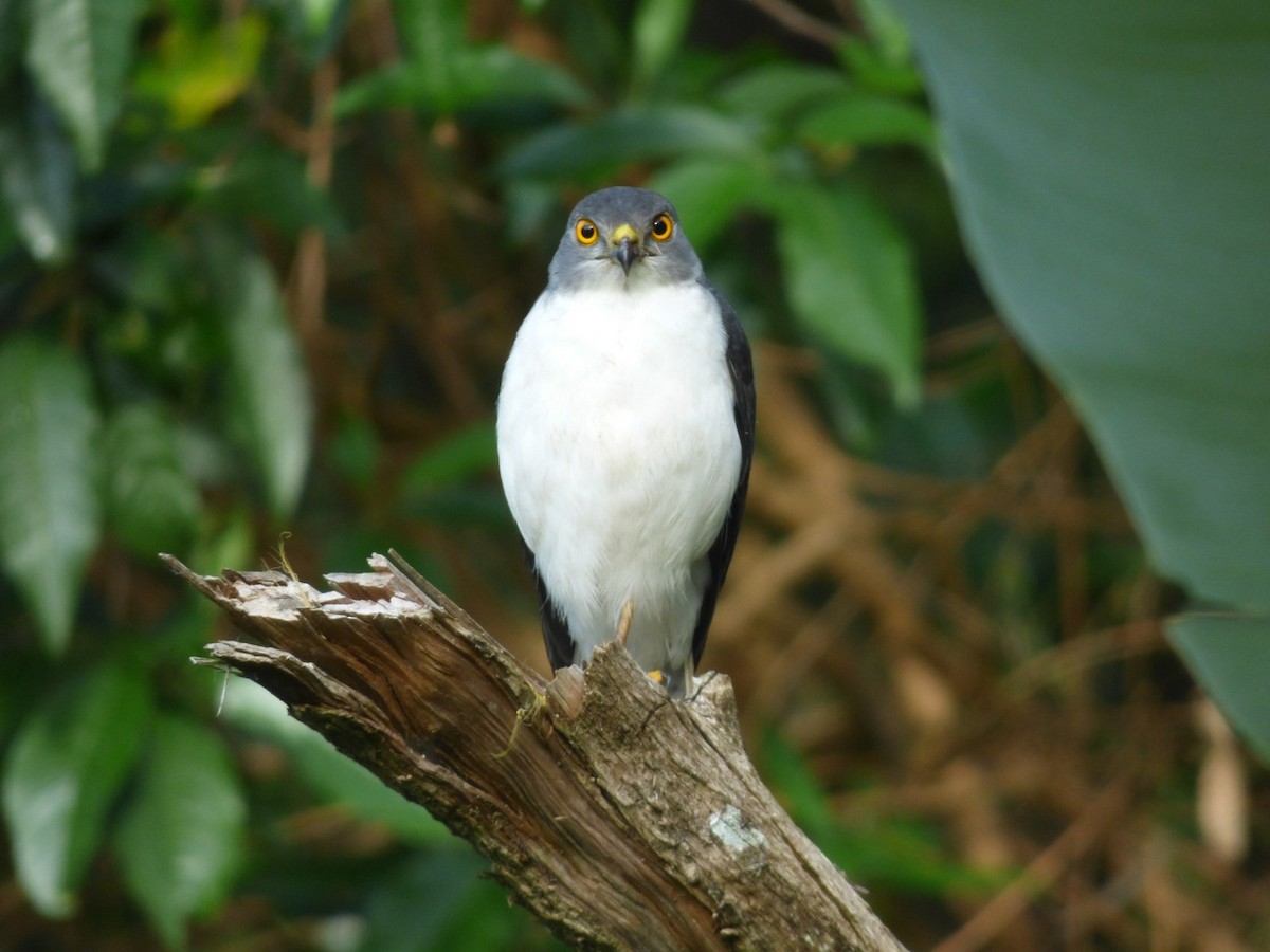 Frances's Sparrowhawk - Phil Gregory | Sicklebill Safaris | www.birder.travel