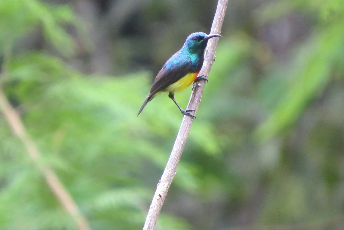Mayotte Sunbird - Phil Gregory | Sicklebill Safaris | www.birder.travel