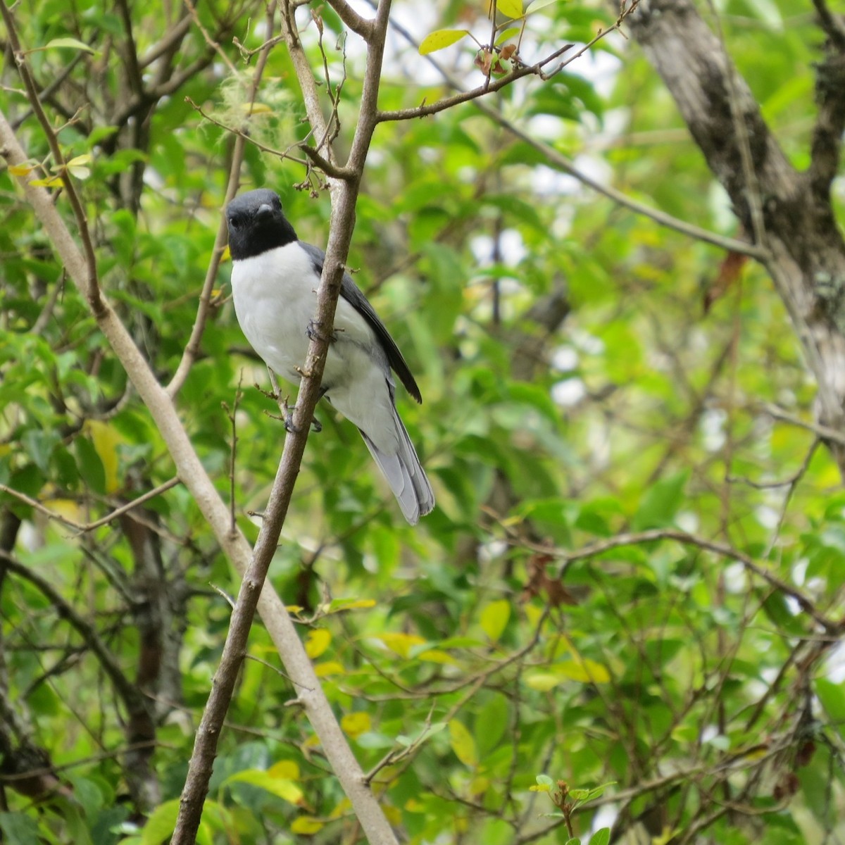 Comoro Cuckooshrike - Phil Gregory | Sicklebill Safaris | www.birder.travel
