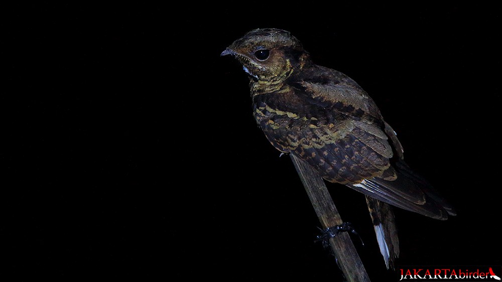 Large-tailed Nightjar - Khaleb Yordan