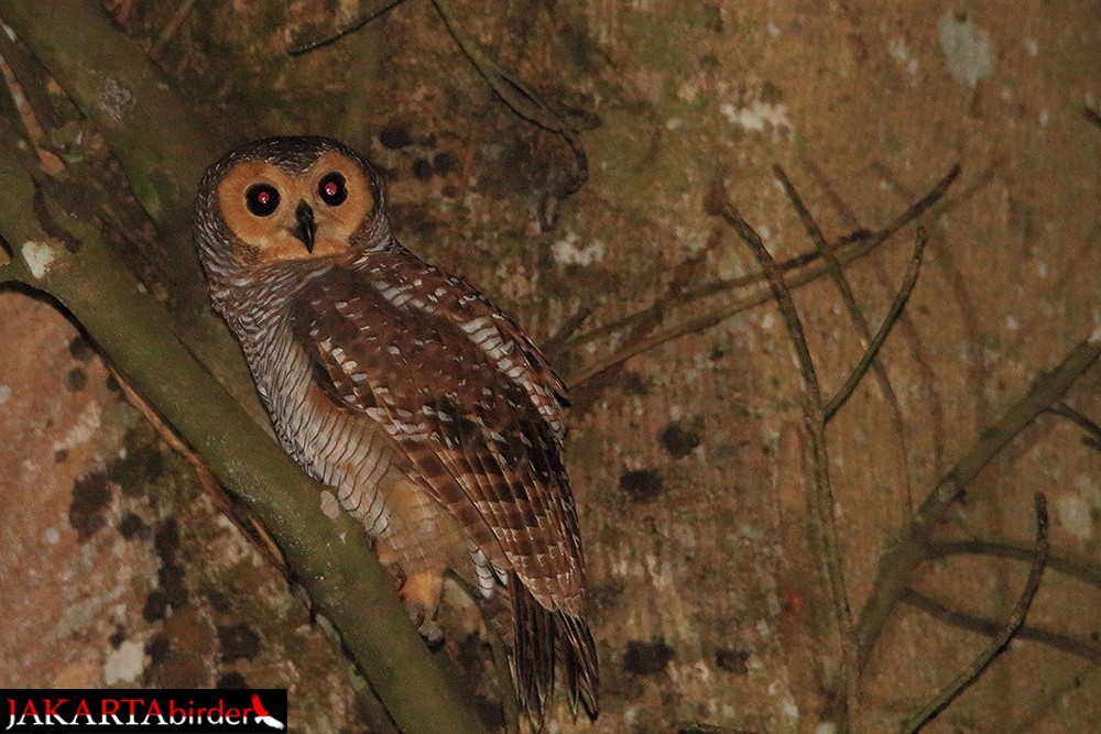 Spotted Wood-Owl - Khaleb Yordan