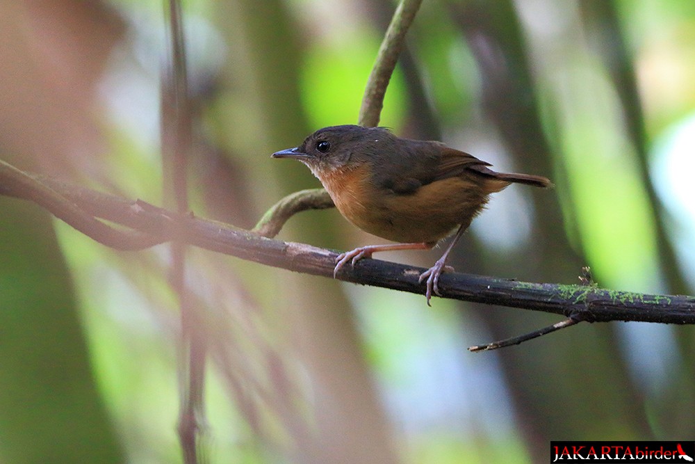 Rusty Mouse-Warbler - ML205785531