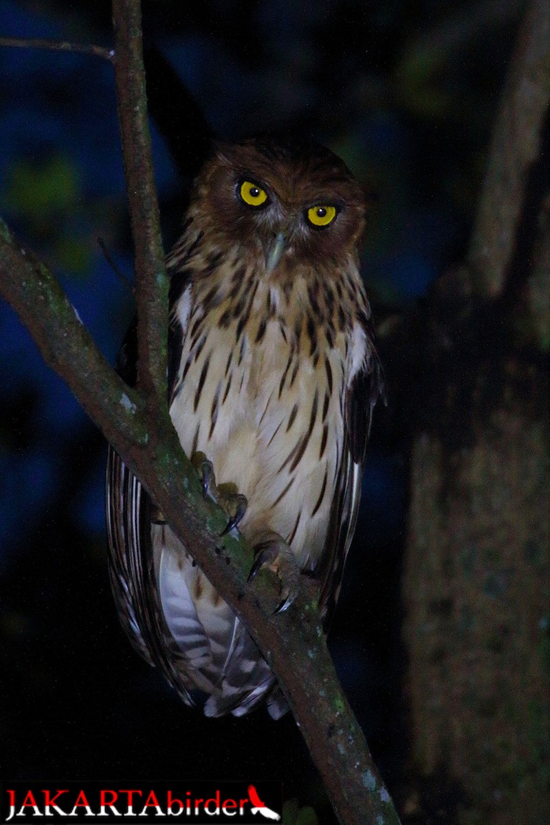 Philippine Eagle-Owl - ML205785601
