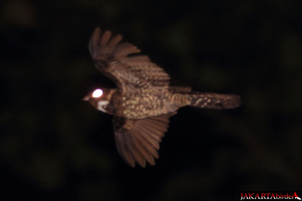 Papuan Nightjar - ML205785621