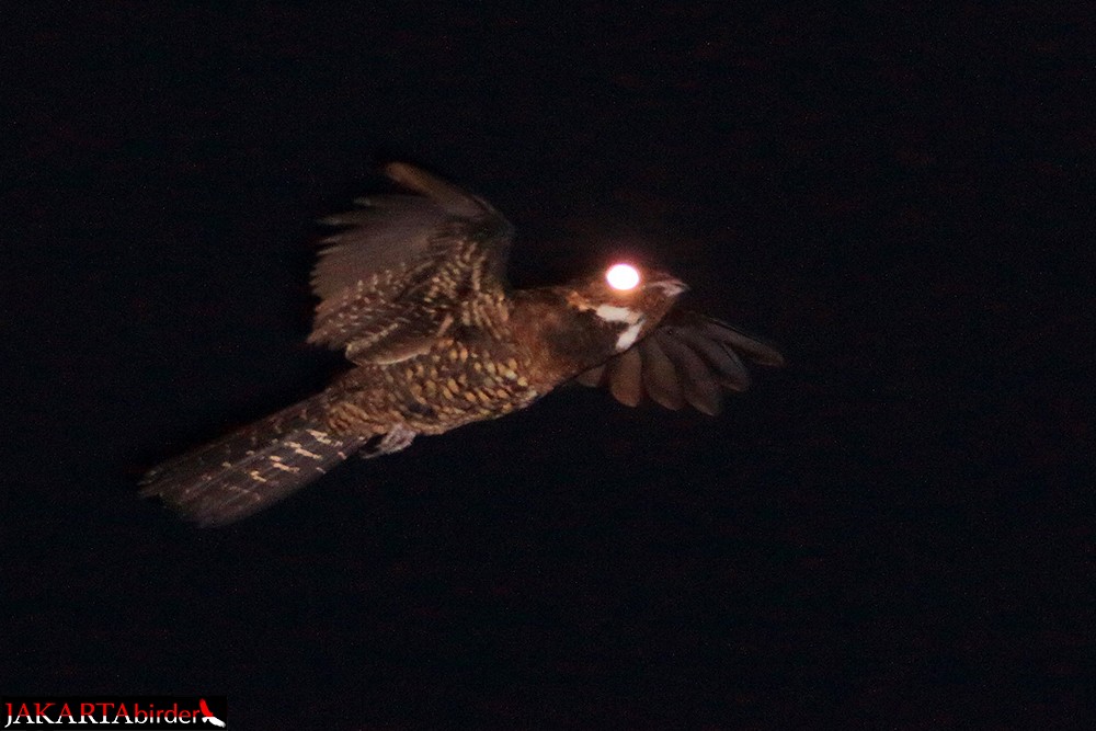 Papuan Nightjar - ML205785631