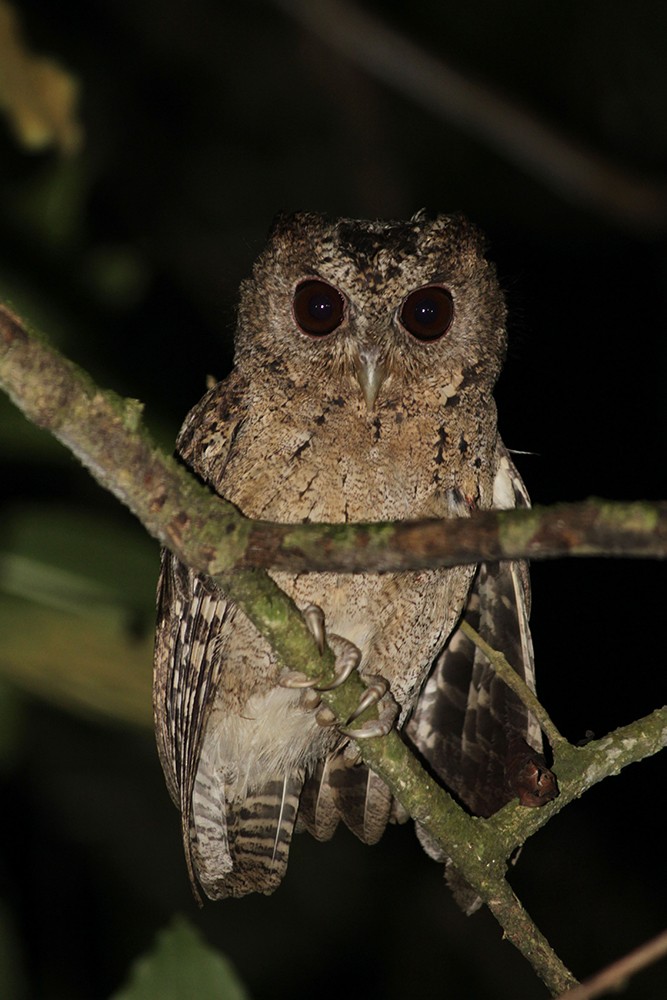 Sunda Scops-Owl - ML205785641
