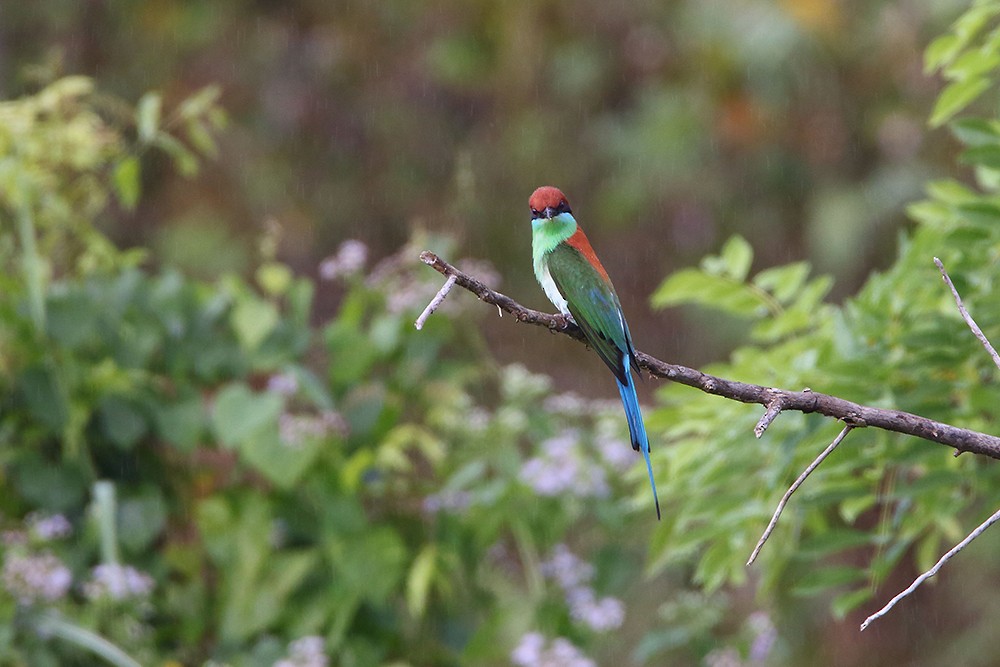 Rufous-crowned Bee-eater - Khaleb Yordan