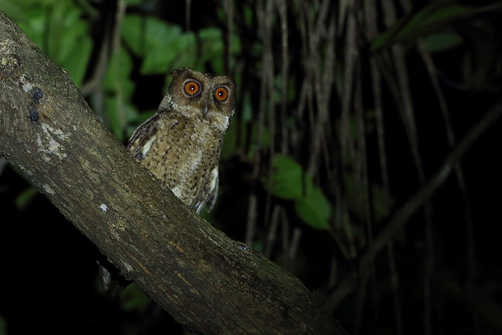 Philippine Scops-Owl - Khaleb Yordan