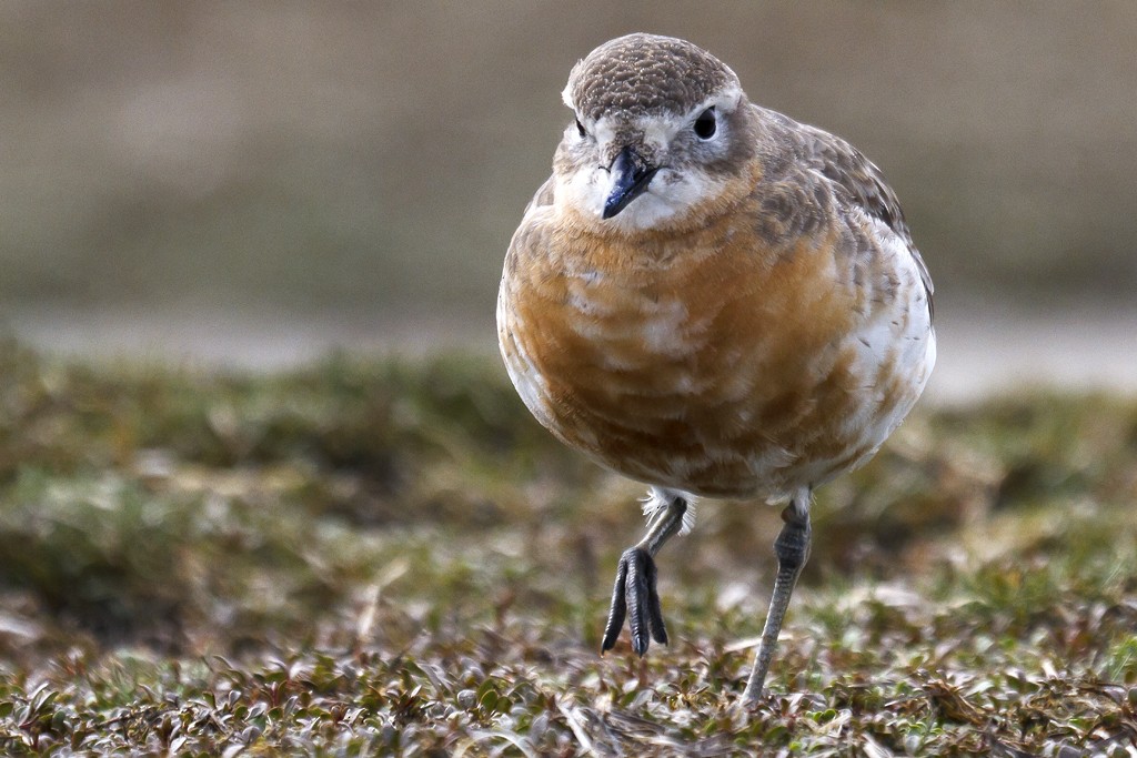 Red-breasted Dotterel (Southern) - ML205786331