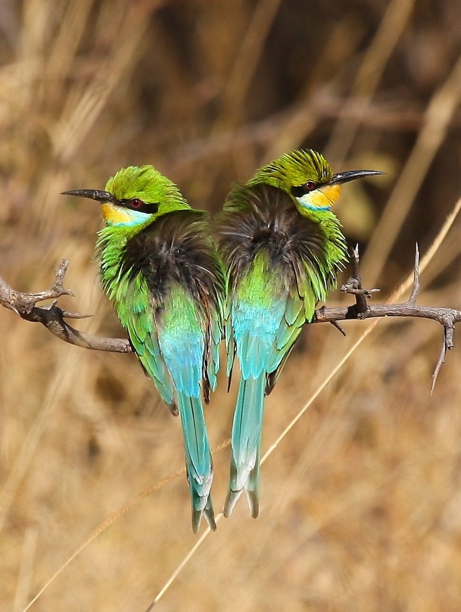 Swallow-tailed Bee-eater - ML205786521