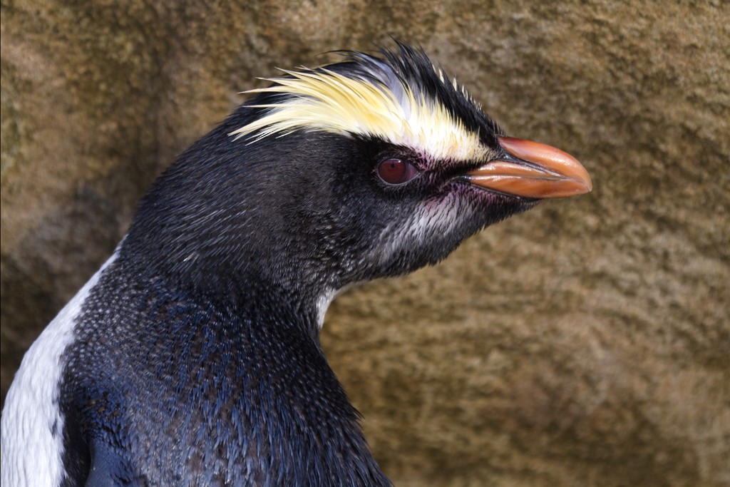 Fiordland Penguin - Glenda Rees