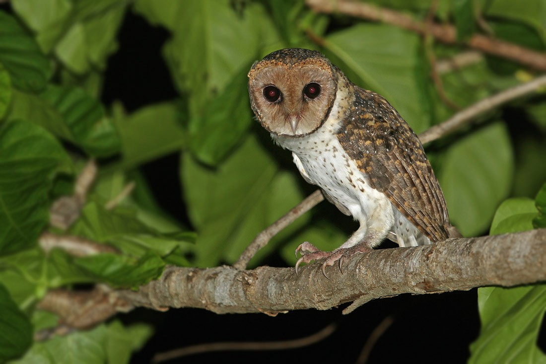 Lesser Masked-Owl (Tanimbar) - James Eaton