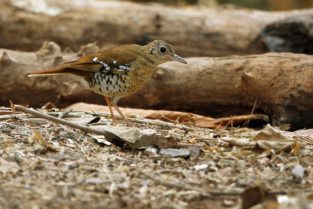 Fawn-breasted Thrush - James Eaton