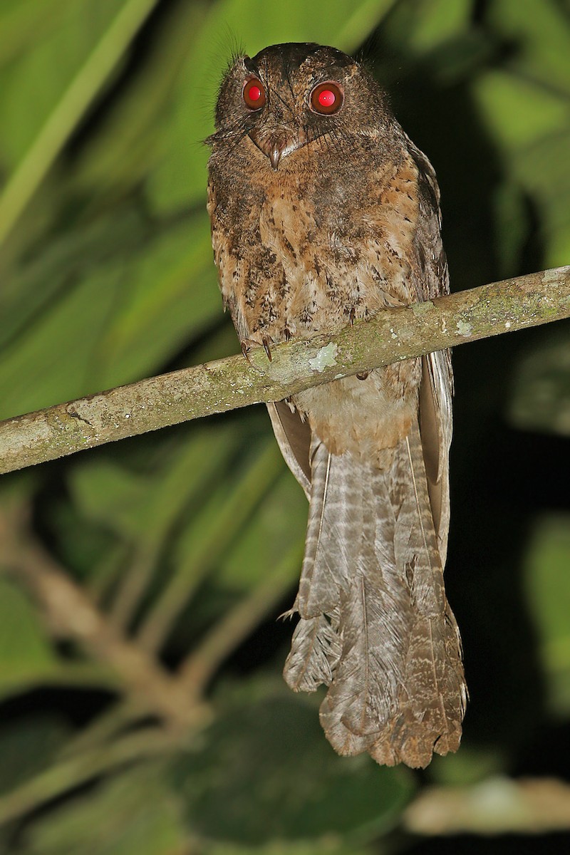 Moluccan Owlet-nightjar - ML205787041