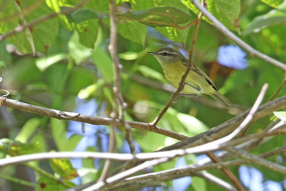 Island Leaf Warbler (Halmahera) - James Eaton