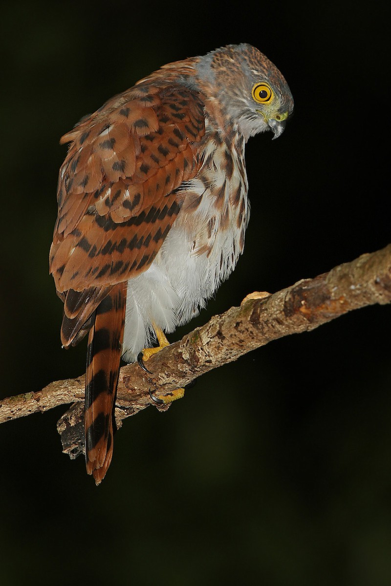 Vinous-breasted Sparrowhawk - James Eaton