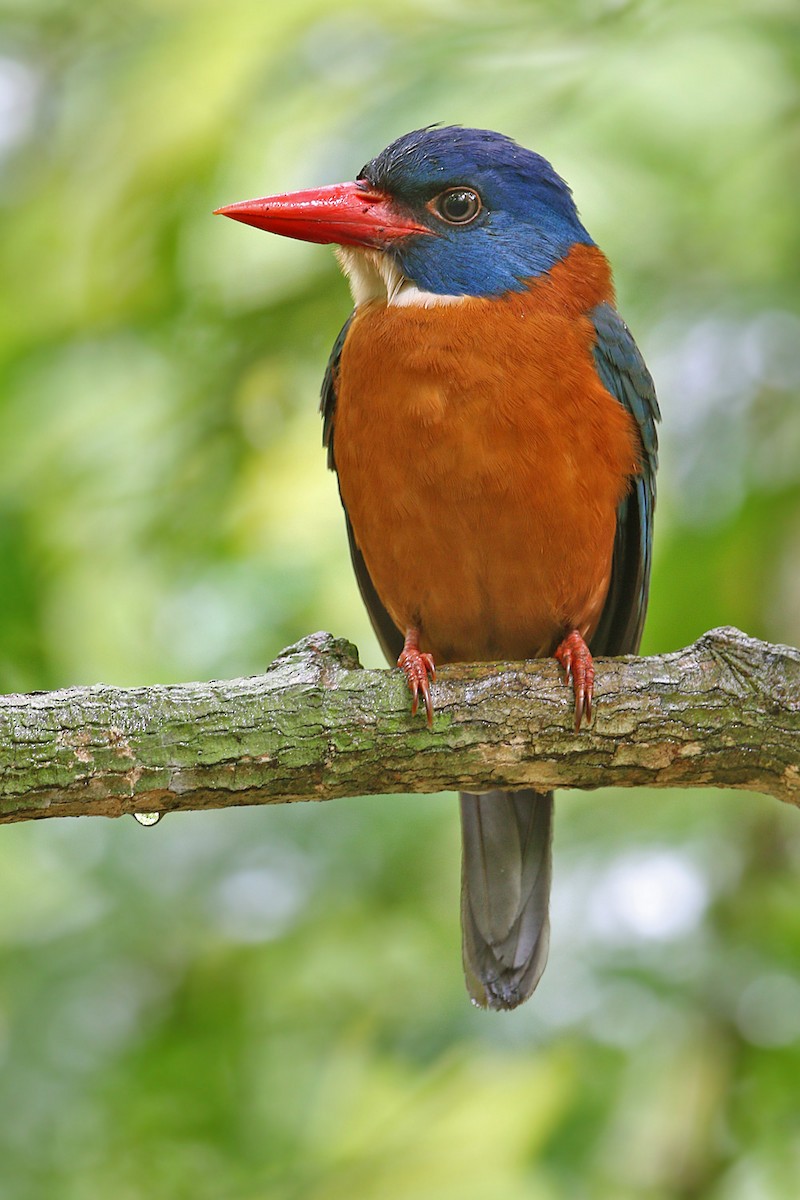 Green-backed Kingfisher (Blue-headed) - James Eaton