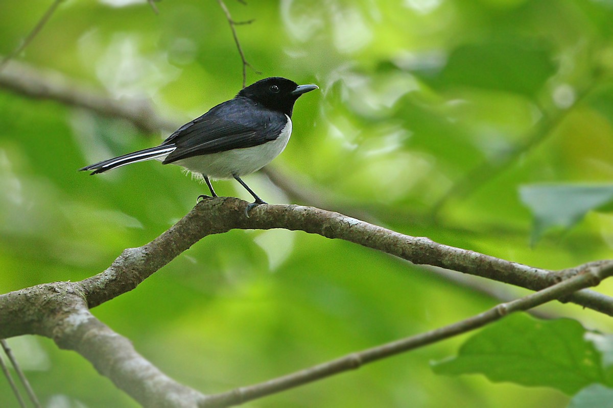White-tailed Monarch - ML205787261