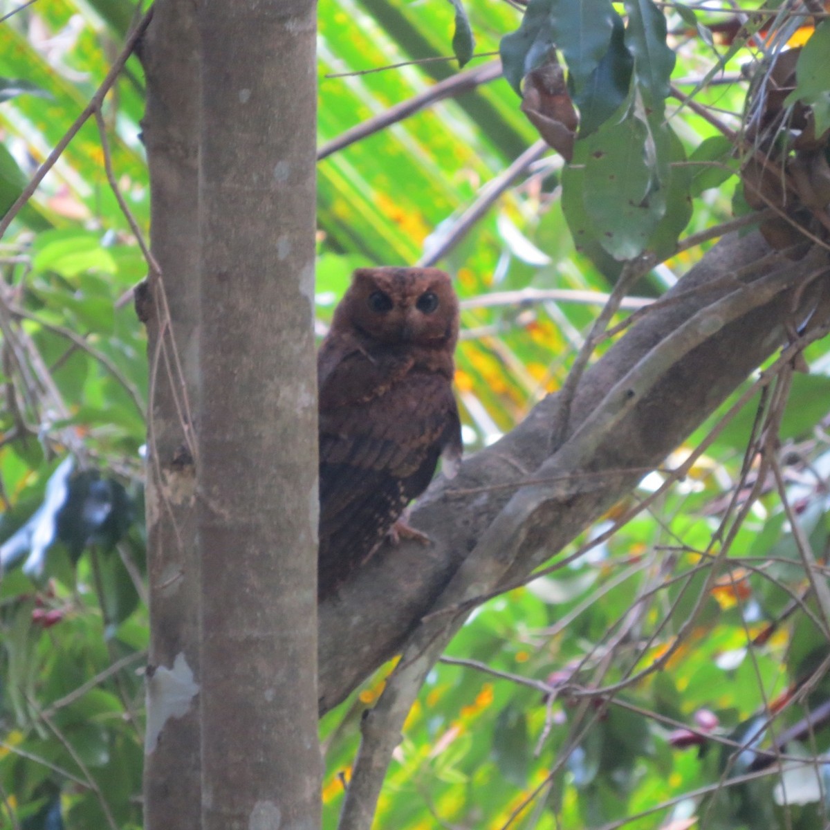Moheli Scops-Owl - Phil Gregory | Sicklebill Safaris | www.birder.travel