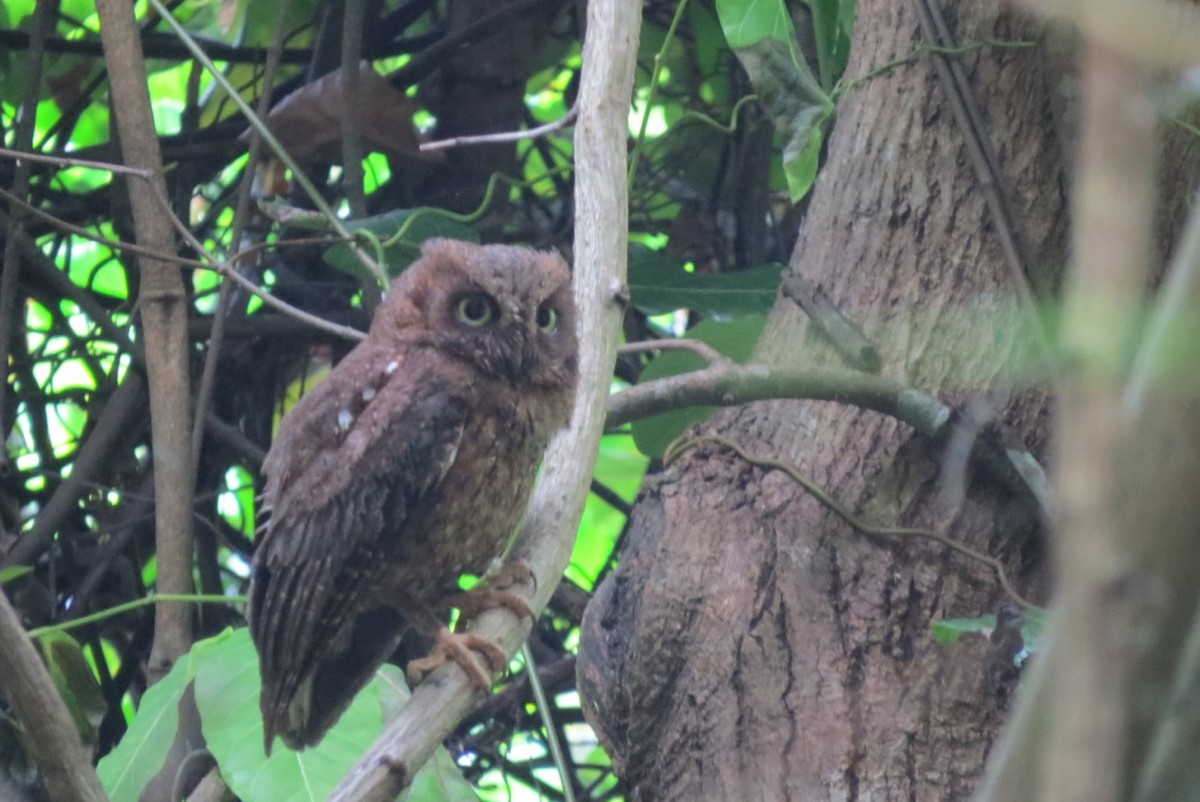Mayotte Scops-Owl - Phil Gregory | Sicklebill Safaris | www.birder.travel