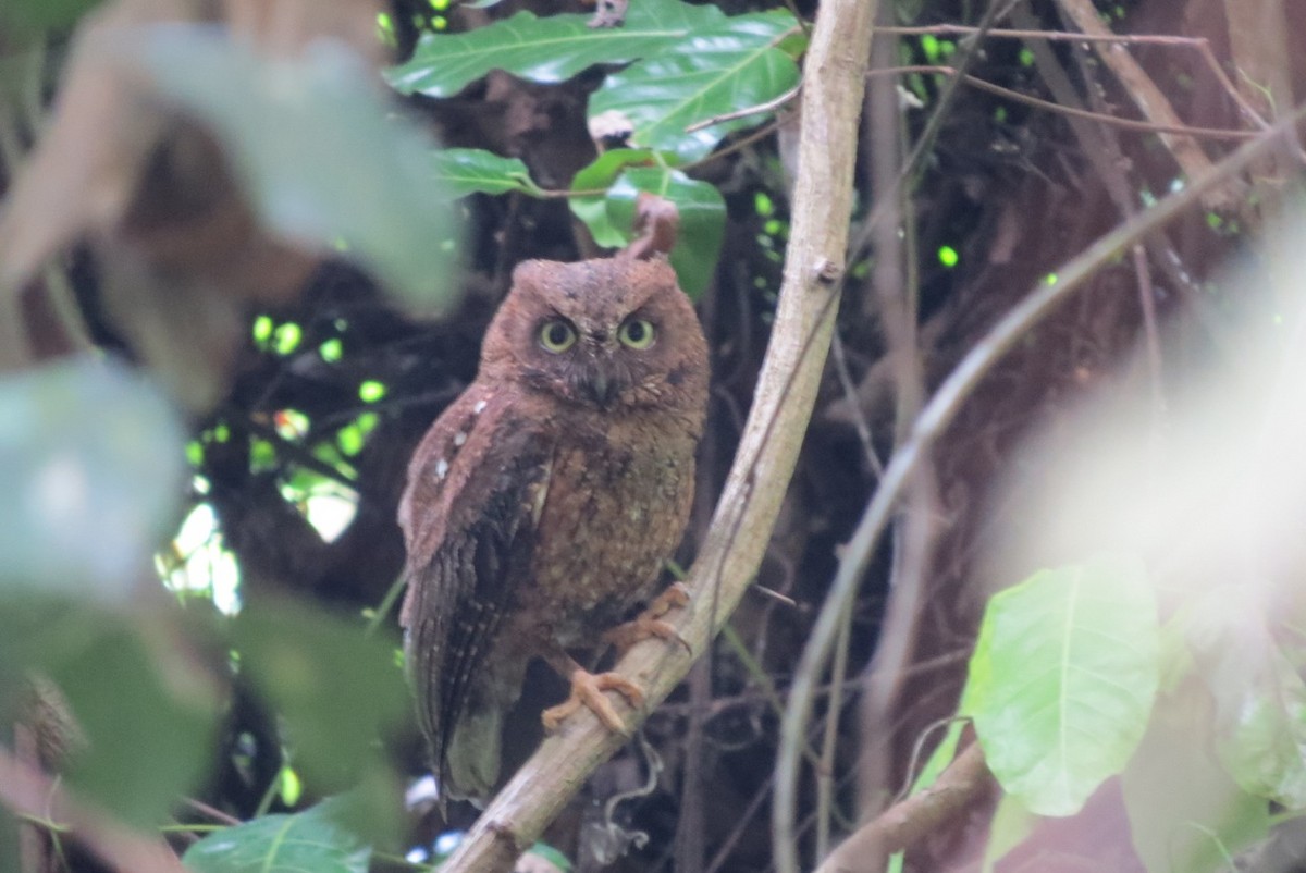 Mayotte Scops-Owl - Phil Gregory | Sicklebill Safaris | www.birder.travel