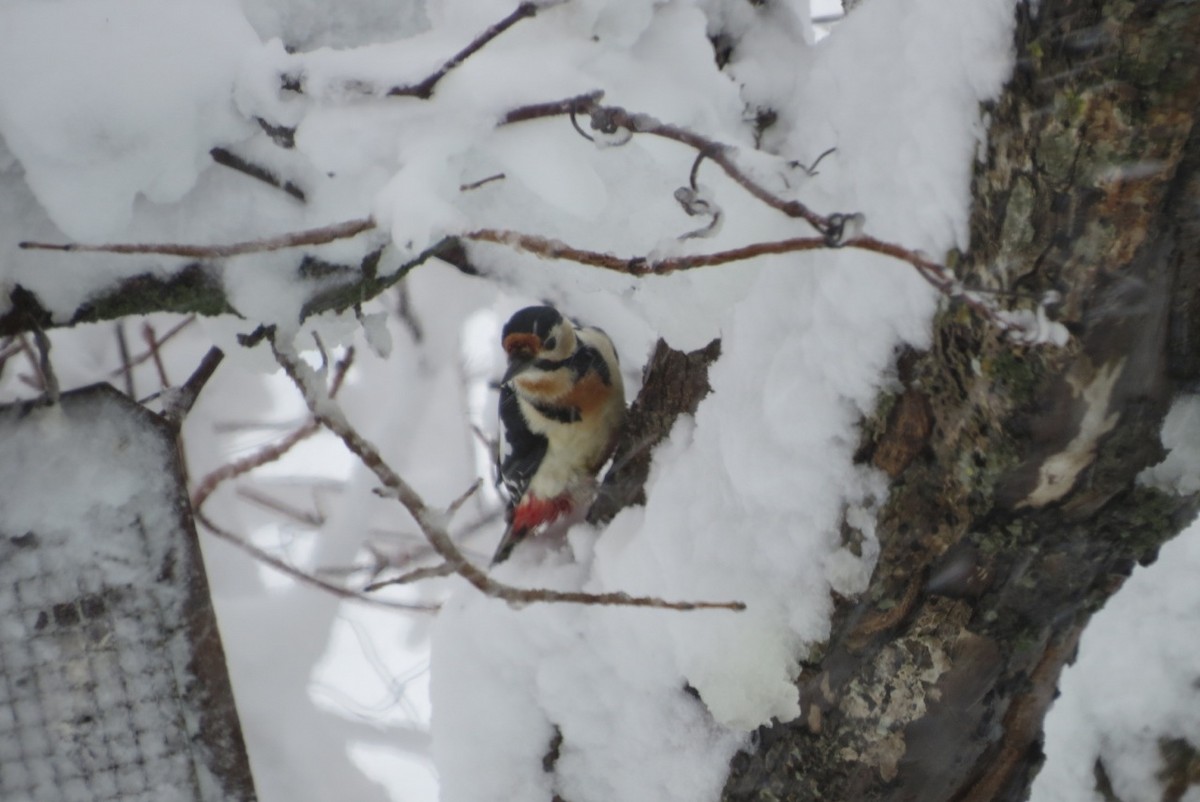 Great Spotted Woodpecker (japonicus) - Phil Gregory | Sicklebill Safaris | www.birder.travel