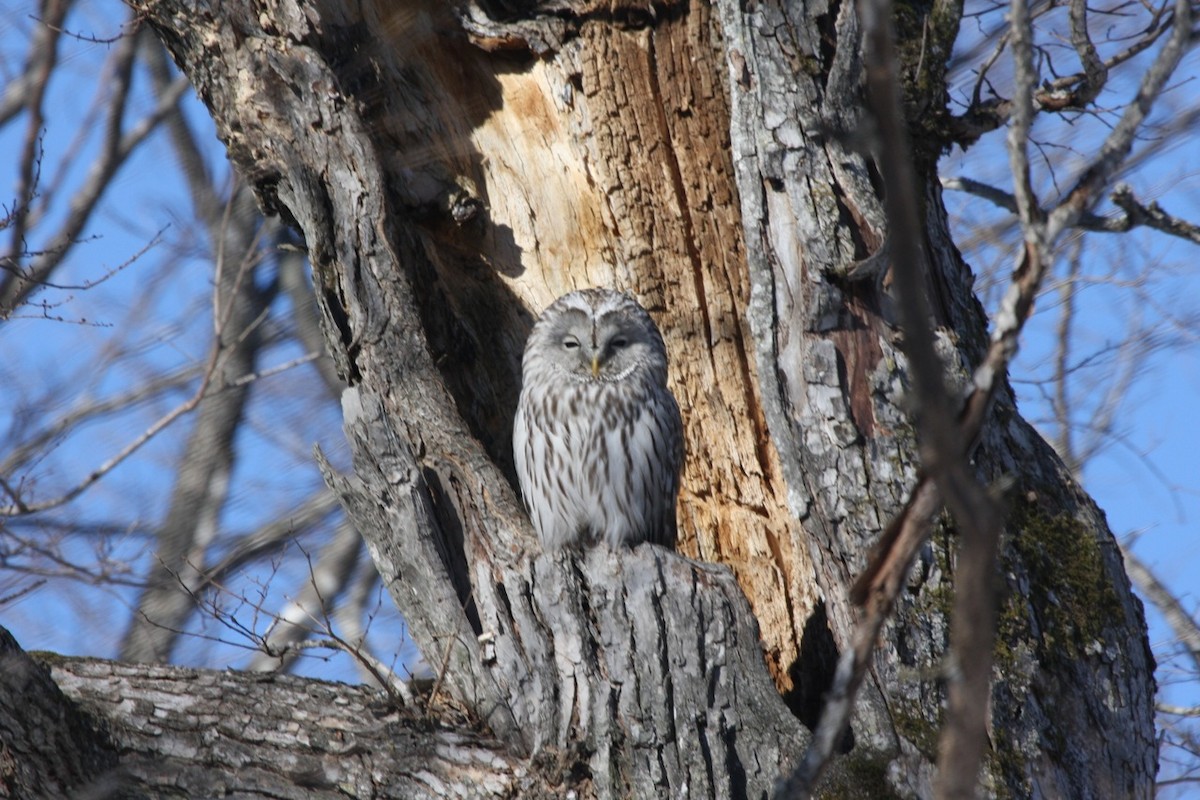 Ural Owl - Phil Gregory | Sicklebill Safaris | www.birder.travel