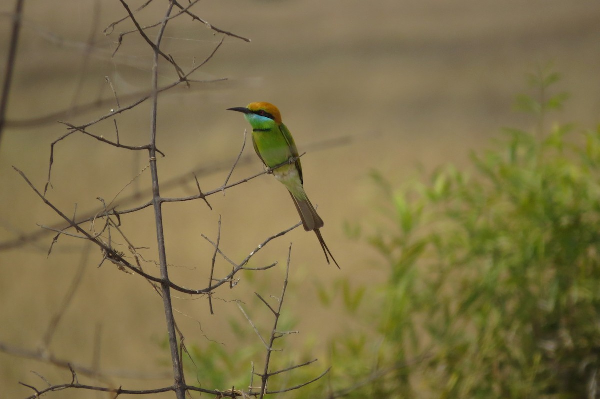 Asian Green Bee-eater - Phil Gregory | Sicklebill Safaris | www.birder.travel