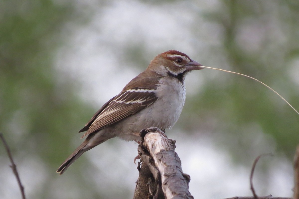 Chestnut-crowned Sparrow-Weaver - ML205787611