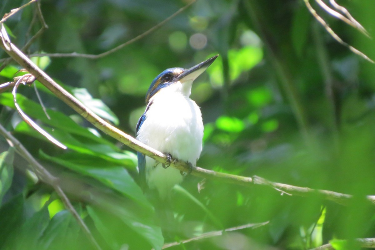 Pacific Kingfisher (Solomons) - Phil Gregory | Sicklebill Safaris | www.birder.travel