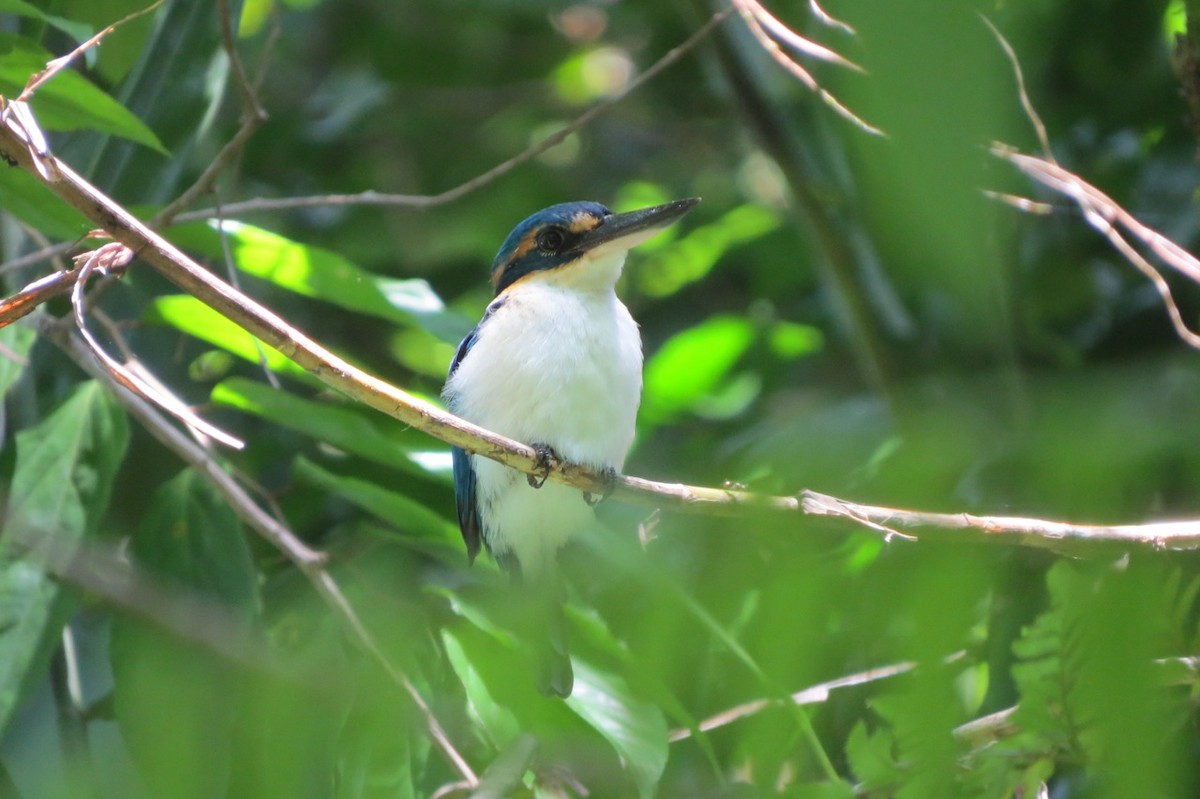 Pacific Kingfisher (Solomons) - Phil Gregory | Sicklebill Safaris | www.birder.travel