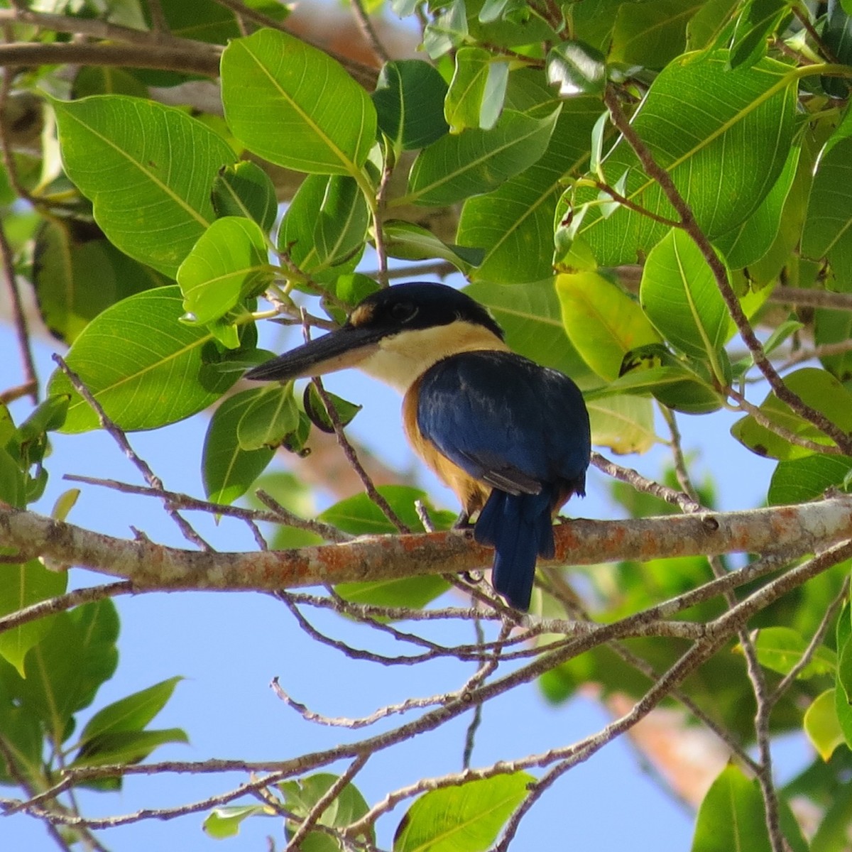 Melanesian Kingfisher (Bougainville-Guadalcanal) - ML205787741