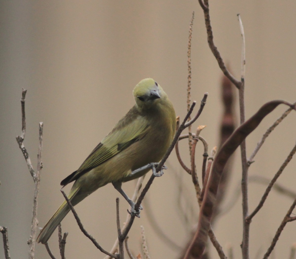 Palm Tanager - ML205787781