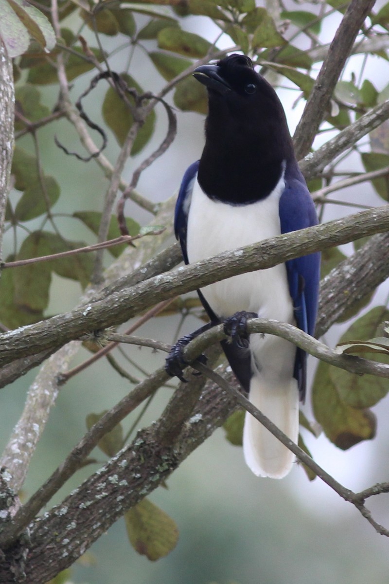 Curl-crested Jay - ML205787881