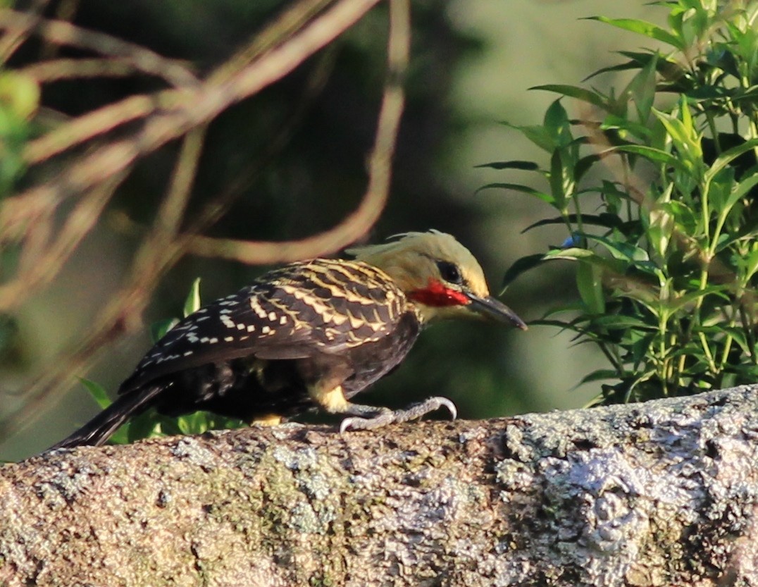 Blond-crested Woodpecker - Sergio Porto