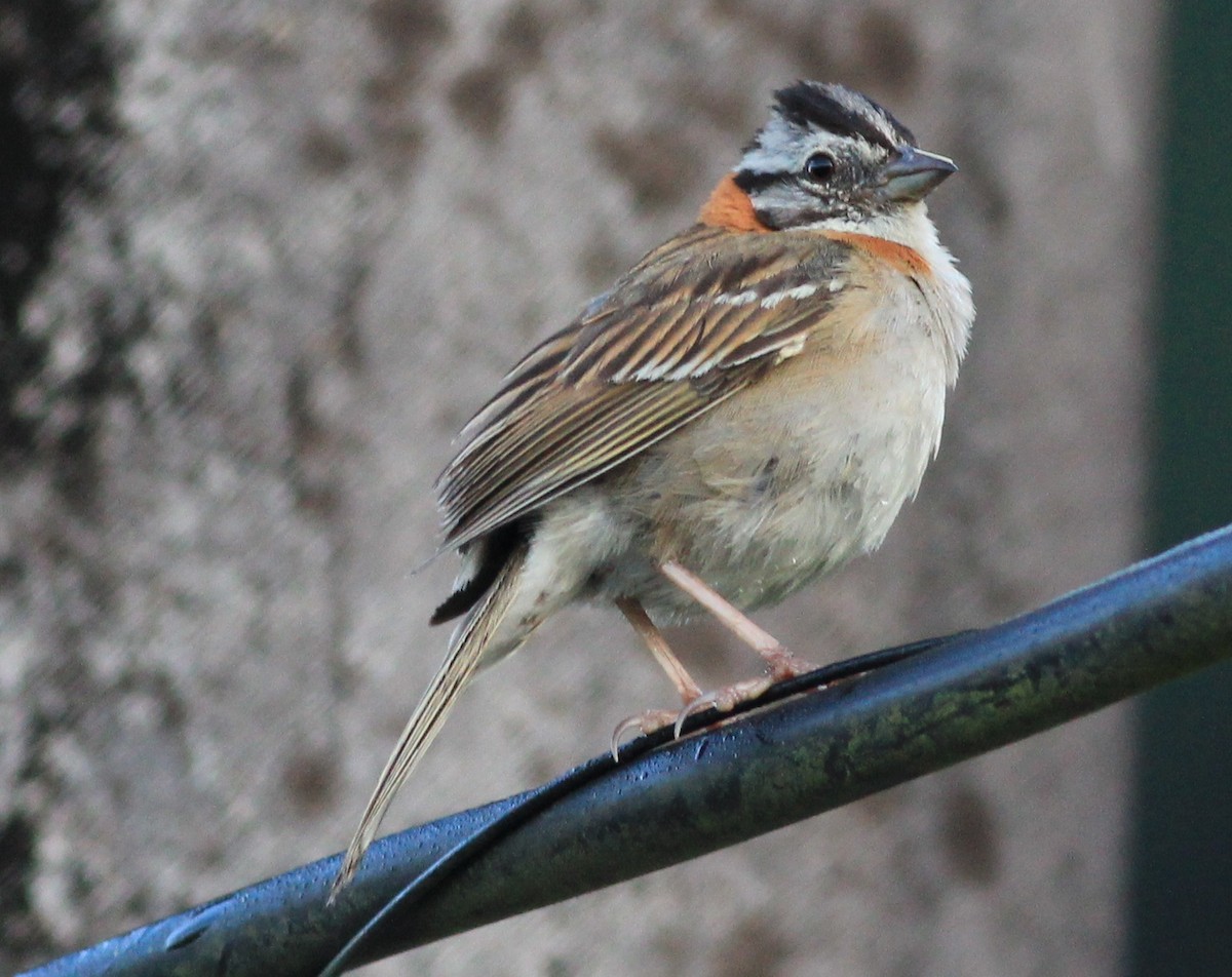 Rufous-collared Sparrow (Rufous-collared) - Sergio Porto