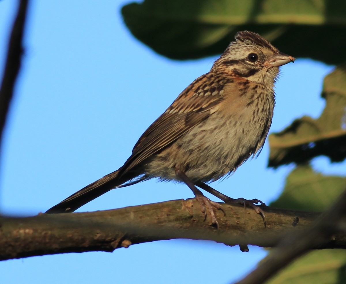 Rufous-collared Sparrow (Rufous-collared) - Sergio Porto