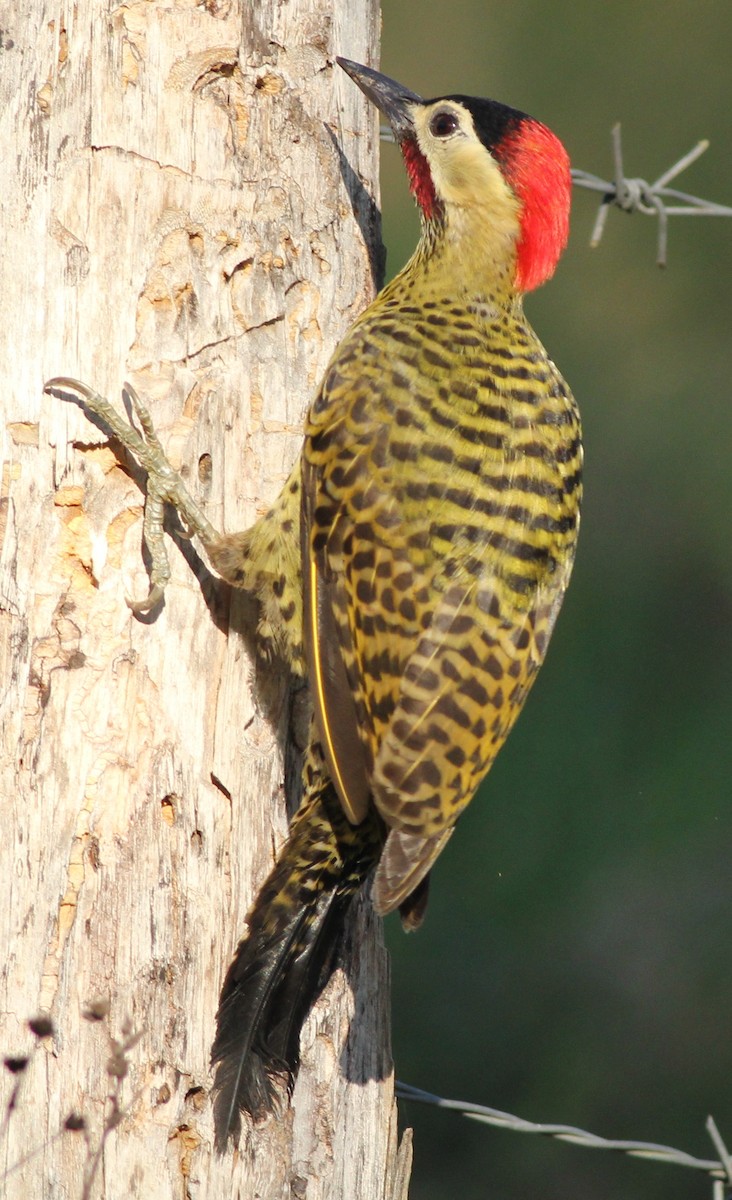 Green-barred Woodpecker (Green-barred) - Sergio Porto