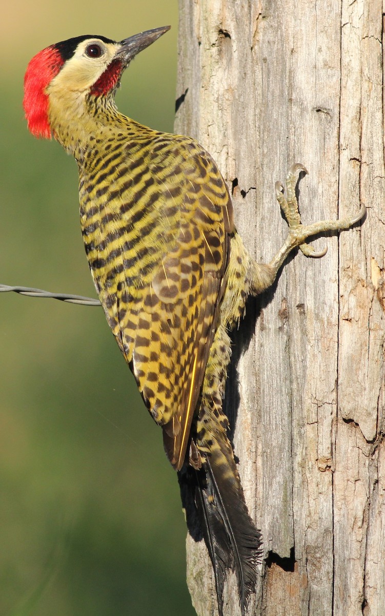 Green-barred Woodpecker (Green-barred) - Sergio Porto