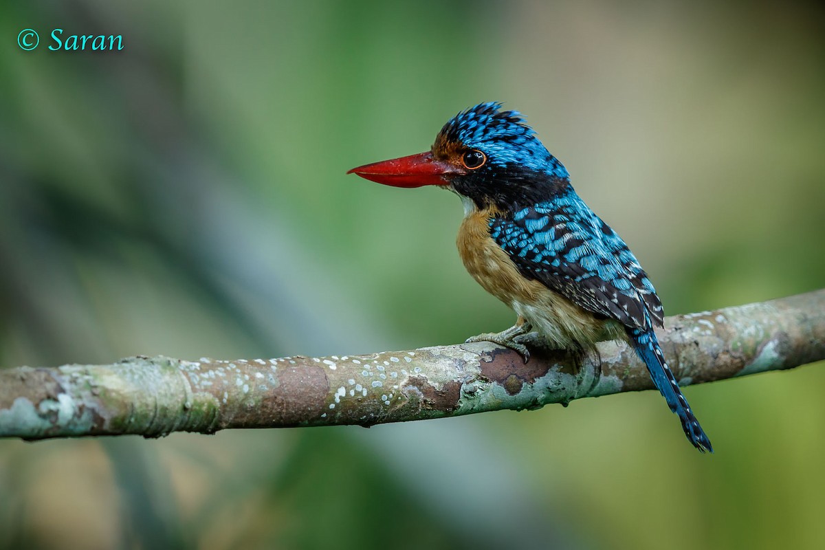 Banded Kingfisher (Black-faced) - Saravanan Krishnamurthy