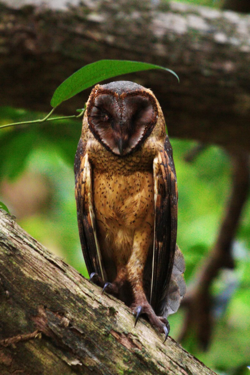 Sulawesi Masked-Owl - Jérôme Micheletta