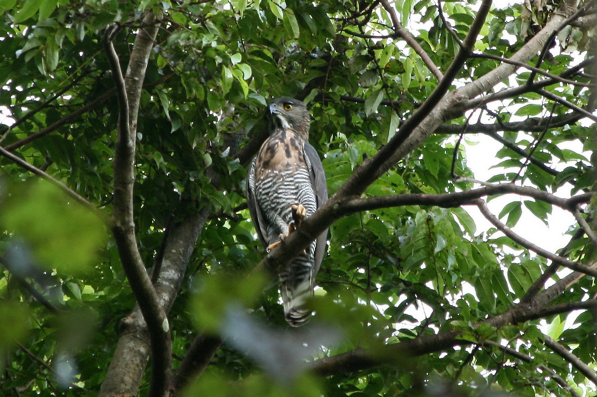 Sulawesi Hawk-Eagle - Jérôme Micheletta