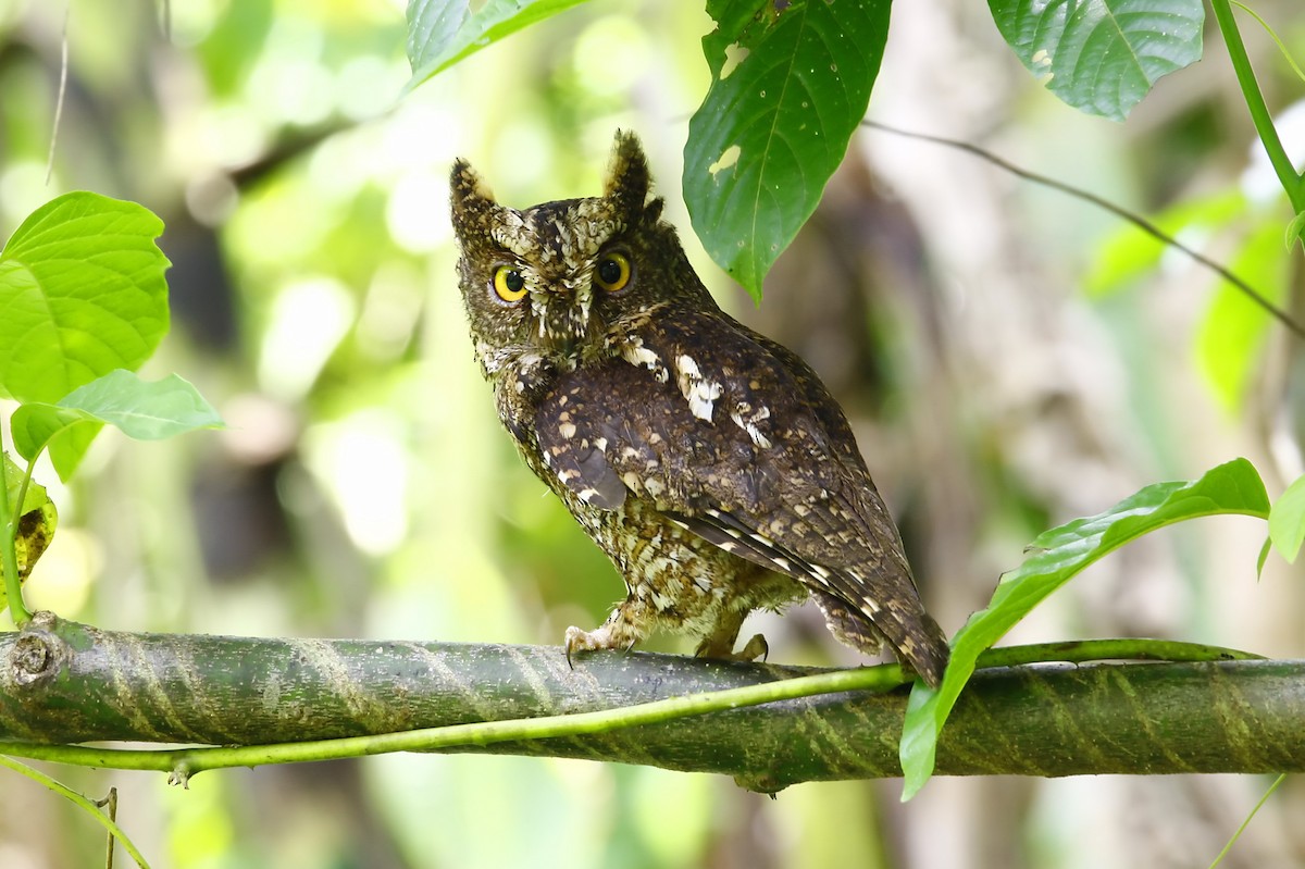 Sulawesi Scops-Owl - Jérôme Micheletta