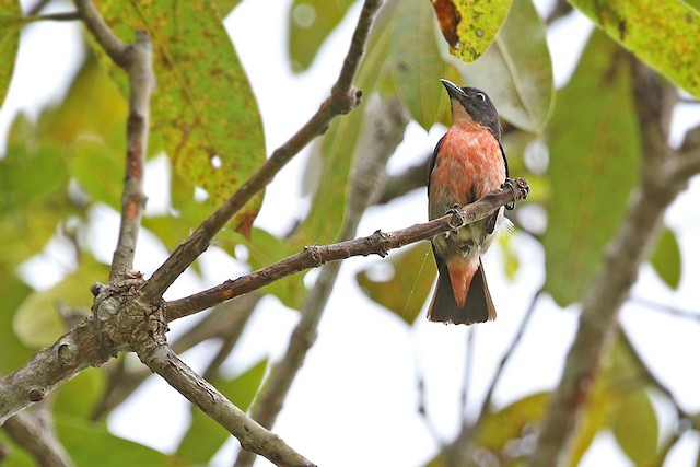 Adult male ventral view (subspecies&nbsp;<em>keiense</em>). - Pink-breasted Flowerpecker - 