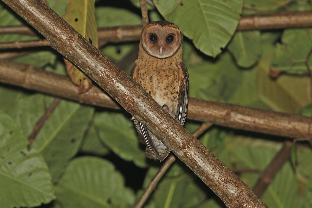 Lesser Masked-Owl (Buru) - ML205789131
