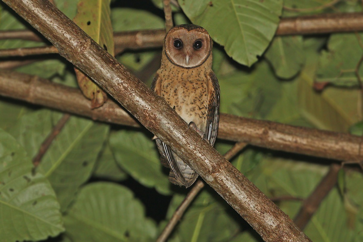 sova molucká (ssp. cayelii) - eBird